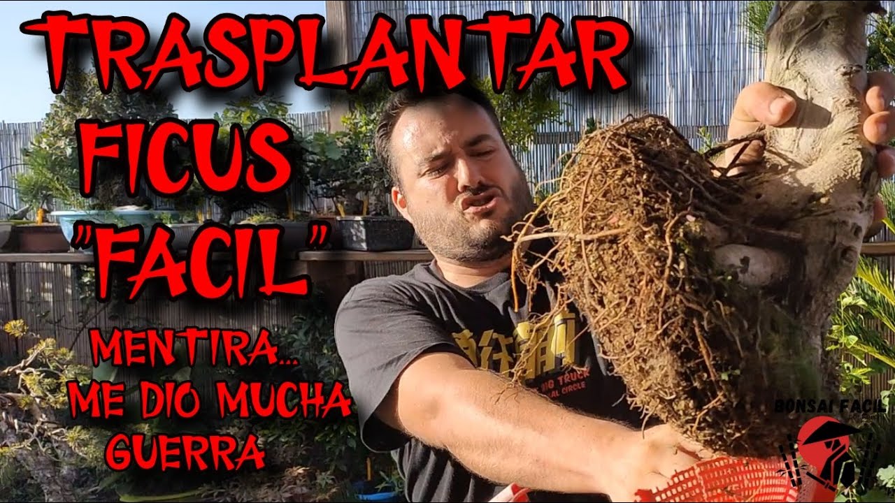 Trasplante de ficus retusa