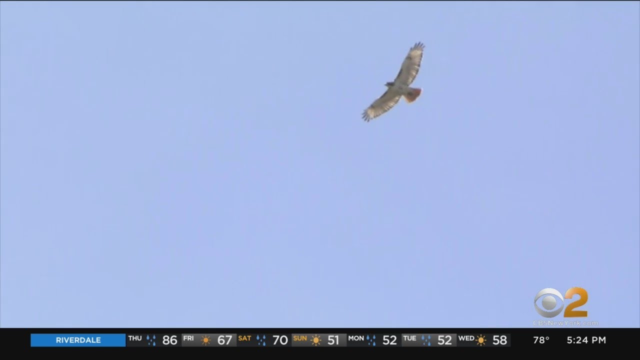 At least one hawk attacking Northport residents, officials say