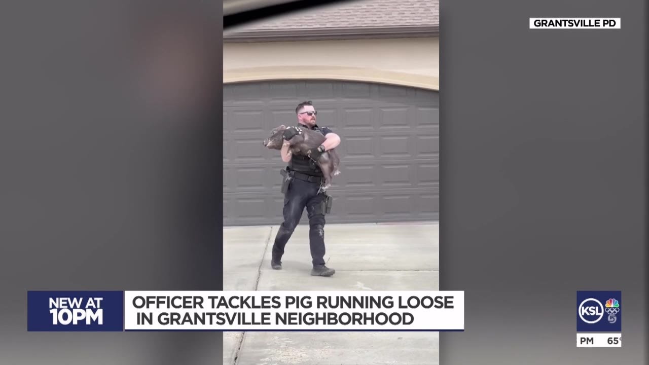 Grantsville police officer tackles pig after days of evading officers
