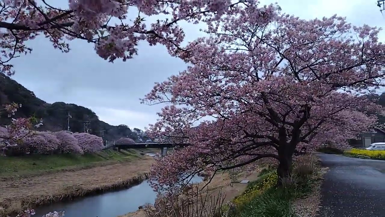 静岡県南伊豆町　みなみの桜と菜の花まつり