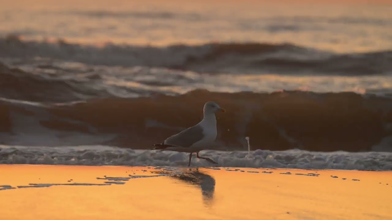 Strandwandeling 2025 &mdash; Teaser natuurvideo voor zorginstellingen | Natuurscherm