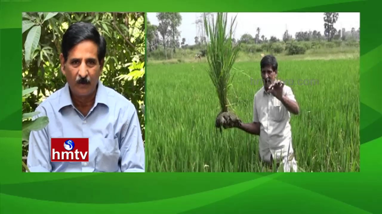 National Award Winner Gudivada Nagaratnam Naidu Natural Farming | 05-11-16 | Nela Talli | HMTV