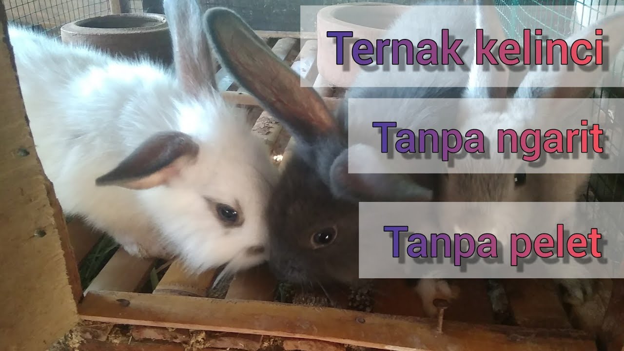#39 Ternak kelinci praktis tanpa ngarit, tanpa pelet