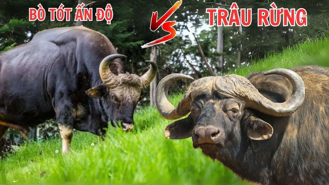 BÒ TÓT ẤN ĐỘ VÀ TRÂU RỪNG CHÂU PHI  - Loài Nào Mạnh Hơn?