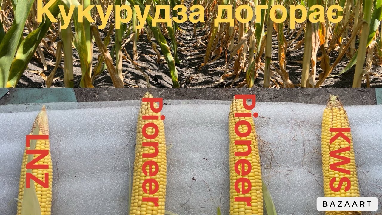 Кукурудза🌽 згорає🔥 Чи буде на неї ціна❓Як строки сівби вплинули на врожай‼️ з березня 26 мм 🌧️😱