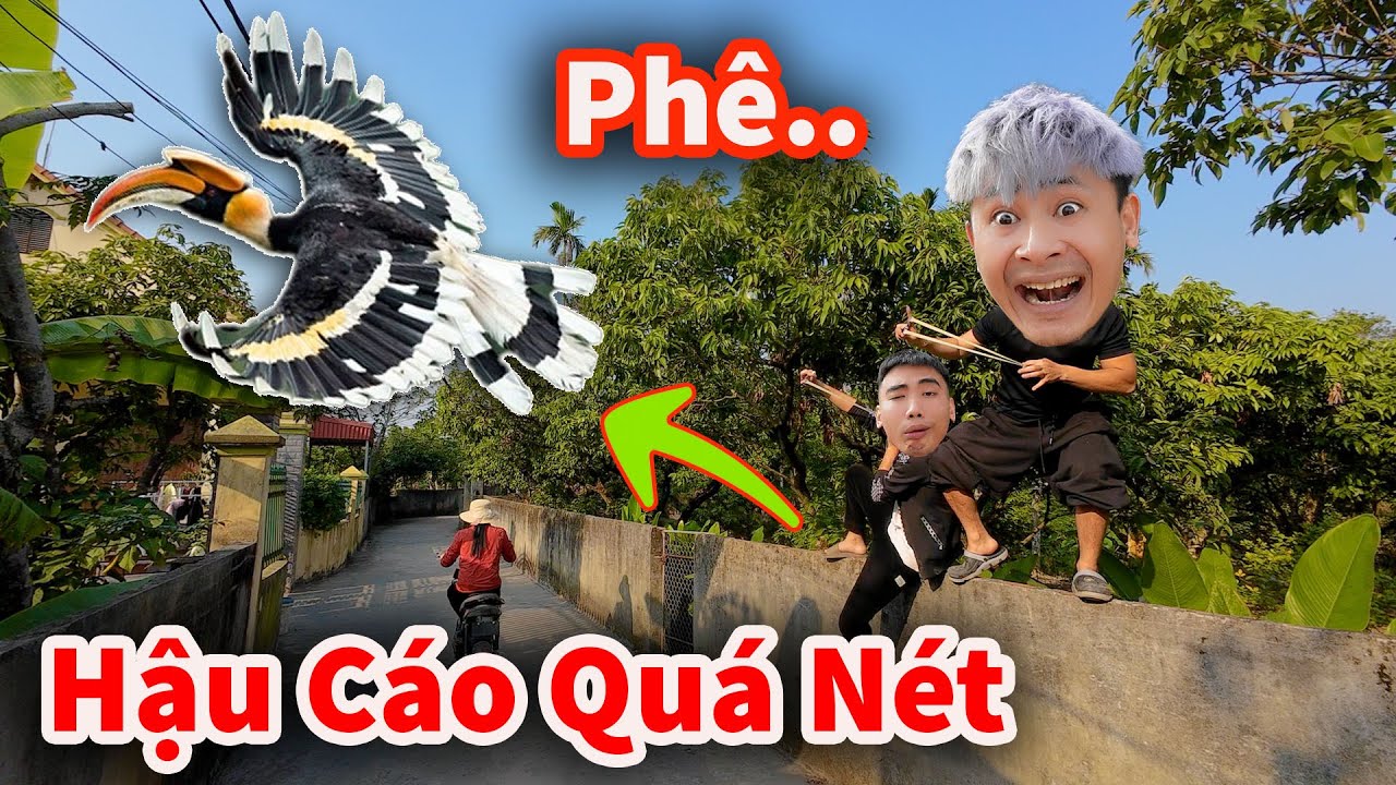 Hậu Cáo - Toát Mồ Hôi Săn Chim Bồ Cu Hàng Xóm Bằng Ná Cực Chất