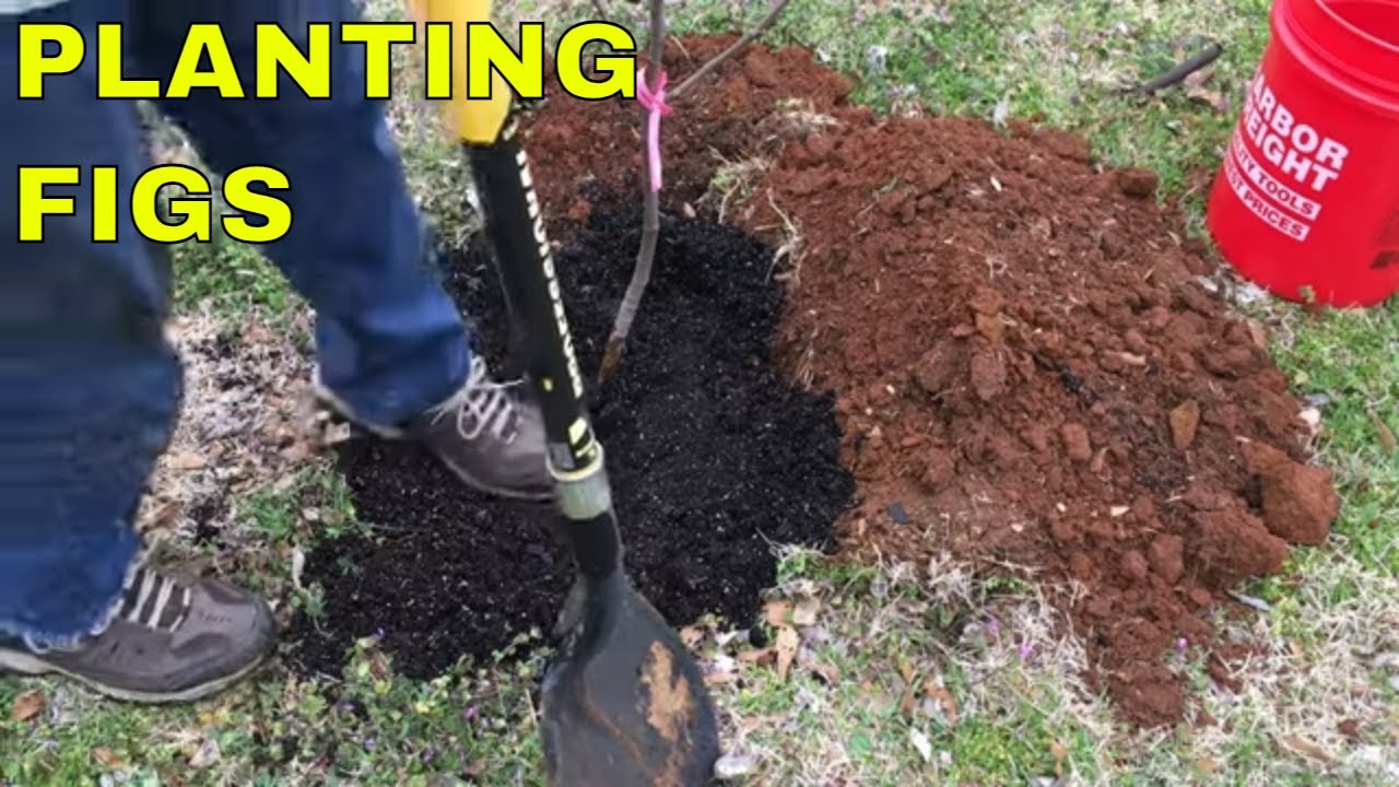 TRANSPLANTING FIG TREES FROM CONTAINER TO GROUND