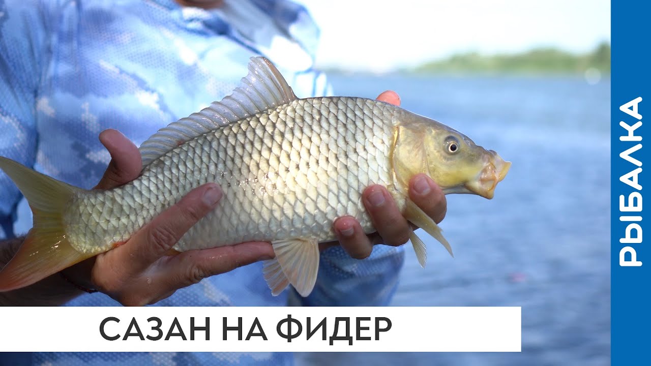 Как на реке поймать на фидер сазана, поводки из плетёнки и прочий хардкор😎