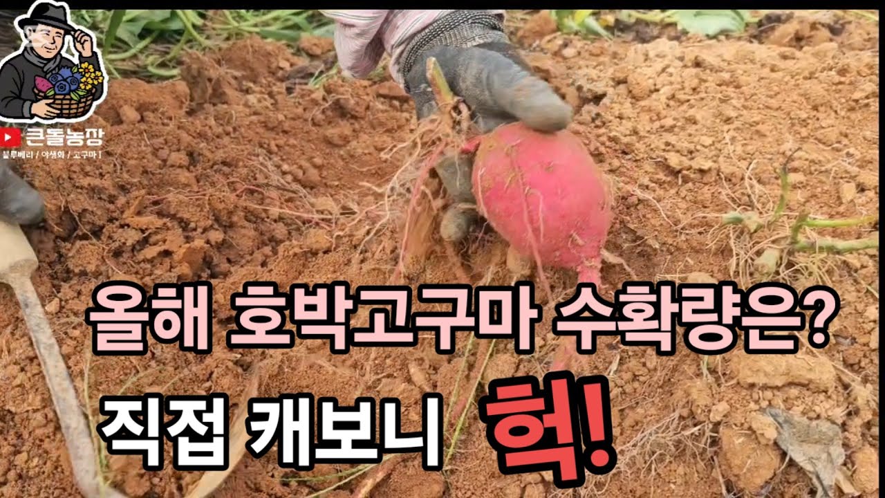 땅속의 보물 호박 고구마! 올해 수확량은?