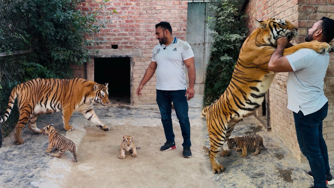 Lara Tiger Na Hug Kr Liya 🐅🥰🥰