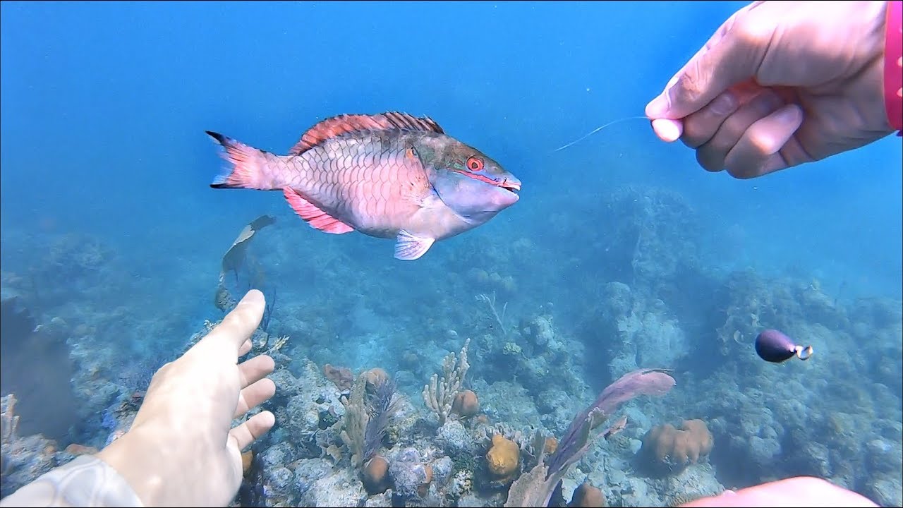 Underwater Fishing!! Handlining Tropical Fish! (Coral Reef)