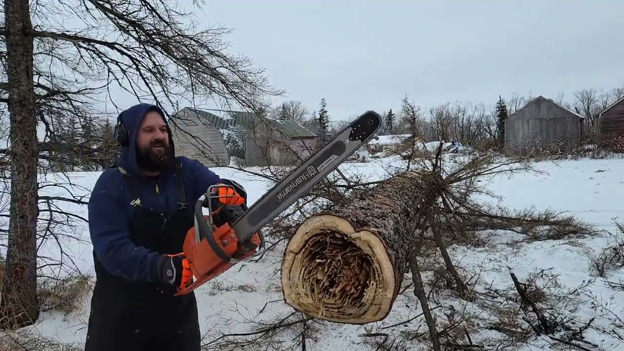 Hogans ported 266xp Vs yet another bug damaged Spruce tree!!