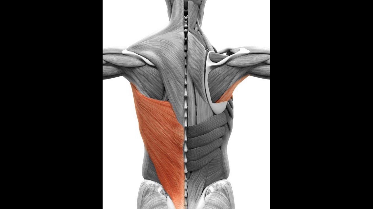 Lakeview Health Wellness Center Muscle Mondays: Lats and Teres Major