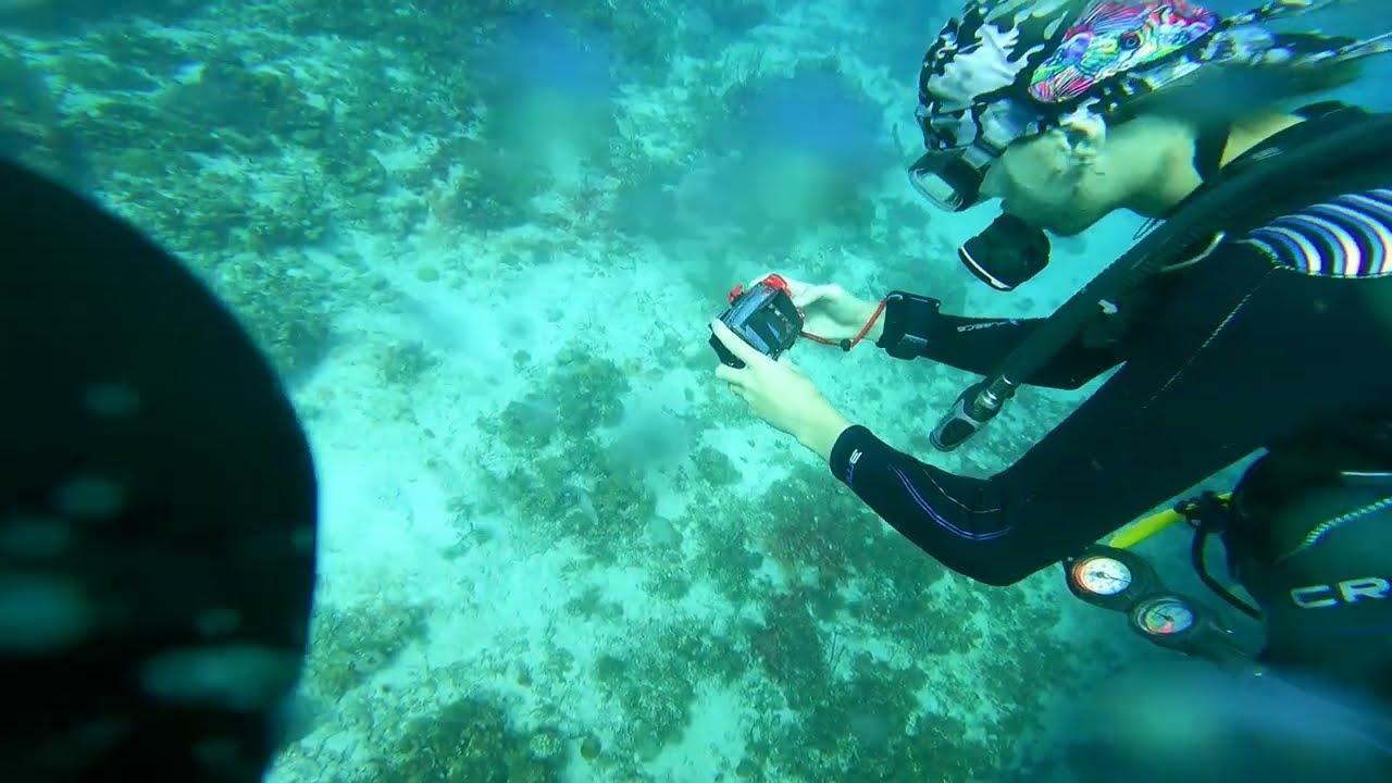 Dive 88