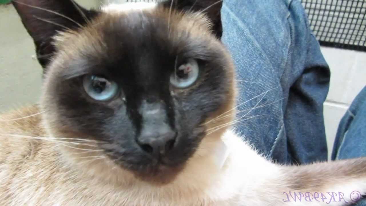 Fong the Talkative Lover - Adopted!