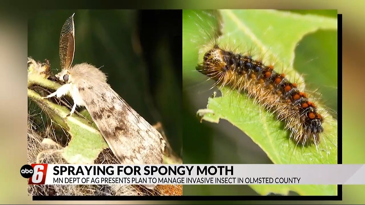 Rochester works to combat a growing pest in SE Minnesota