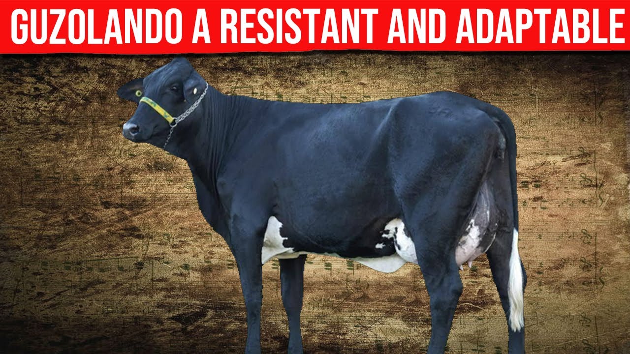 ⭕ GUZOLANDO A Resistant And Adaptable Bovine With High Milk Production  ✅ Biggest Bulls And Cow