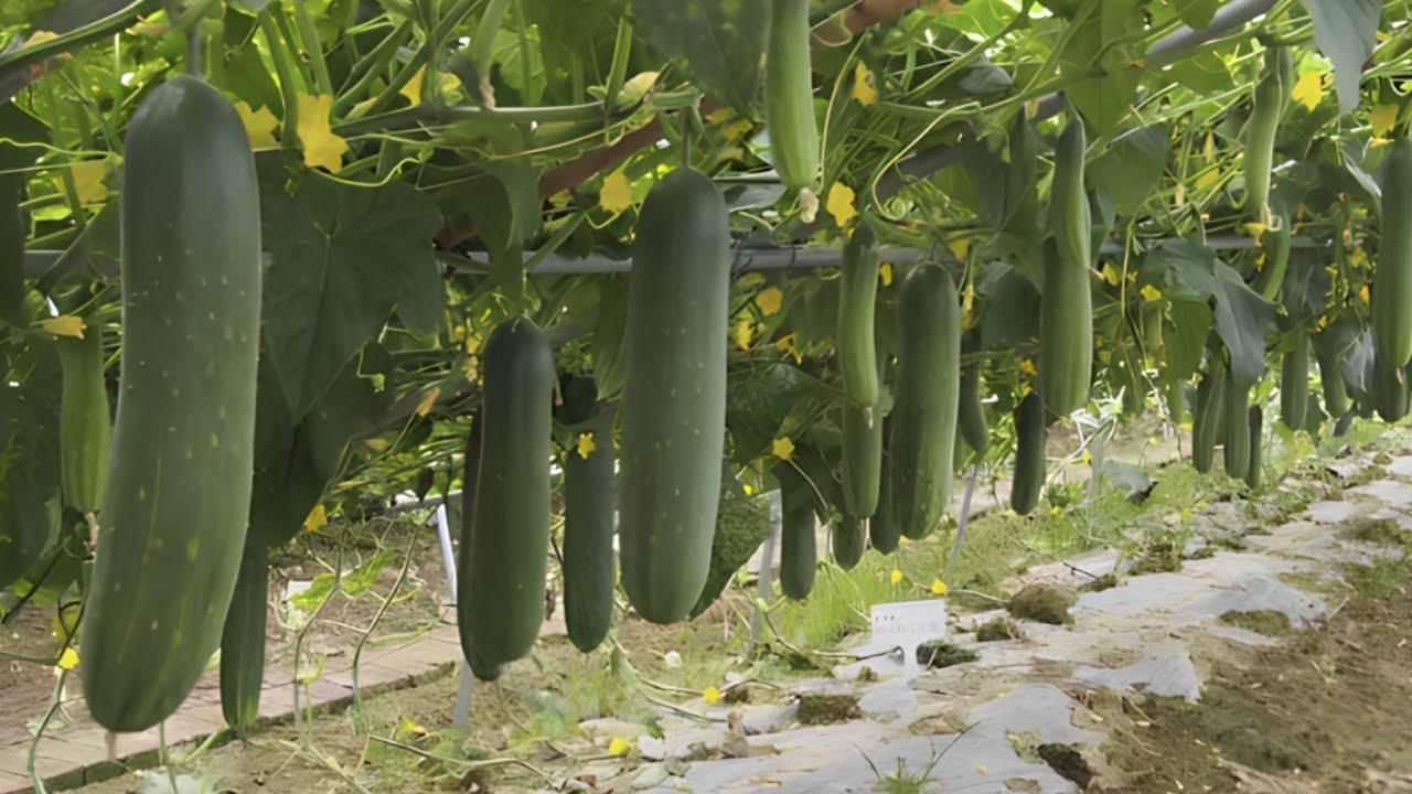 Techniques Of Cucumber Cultivation, Harvesting And Processing In Cucumber Farms