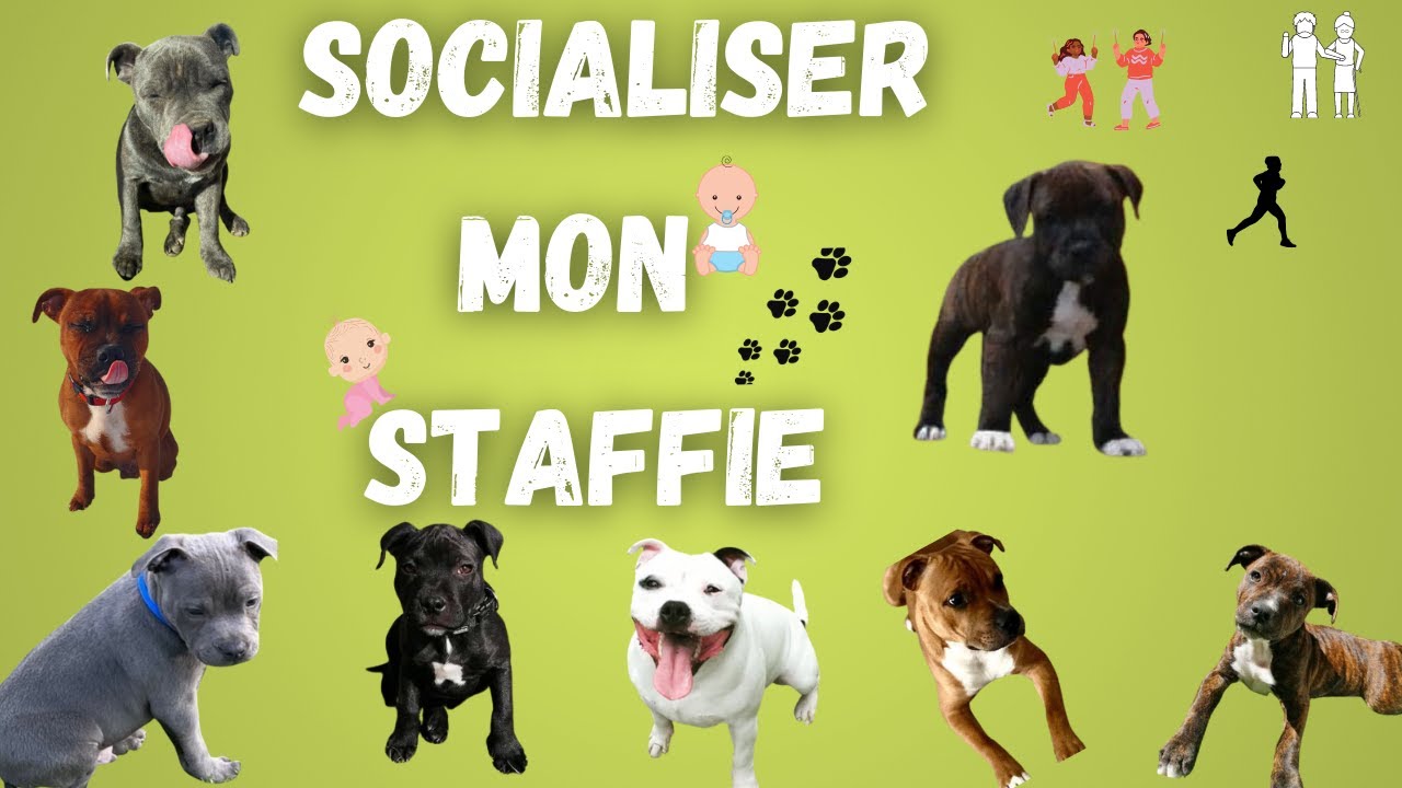 L'ARRIVEE DE MON CHIEN A LA MAISON : COMMENT SOCIALISER MON STAFFIE / STAFFORDSHIRE BULL TERRIER  ✔🐶