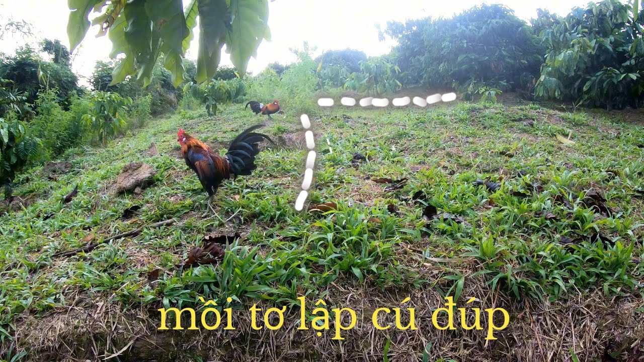 Lần đầu tập rừng và Kết quả mỹ mãn. Cao Phong Ura