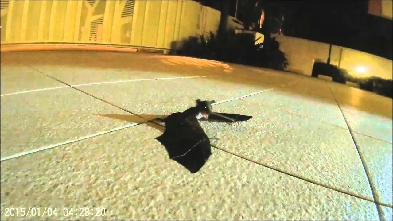 ACRES Wildlife Rescue Team: Reuniting a lost baby bat with his mother!