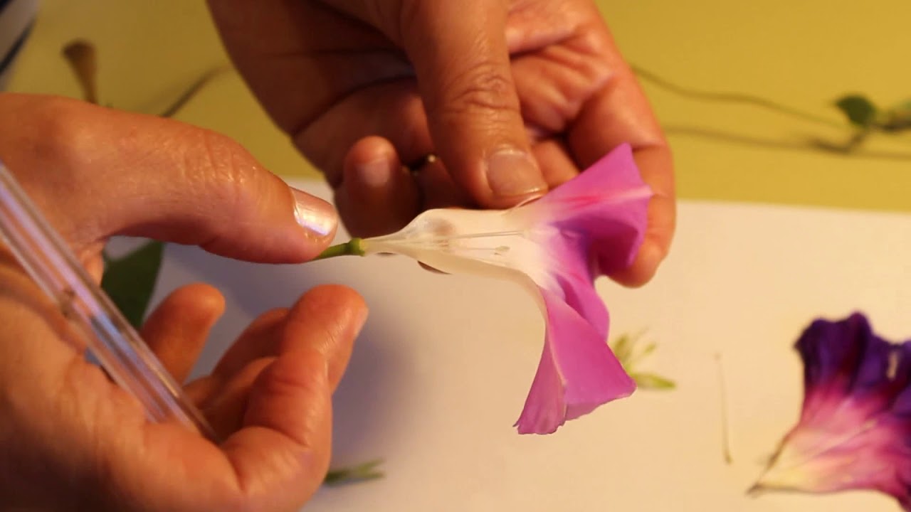 Trabajo Practico de Flor