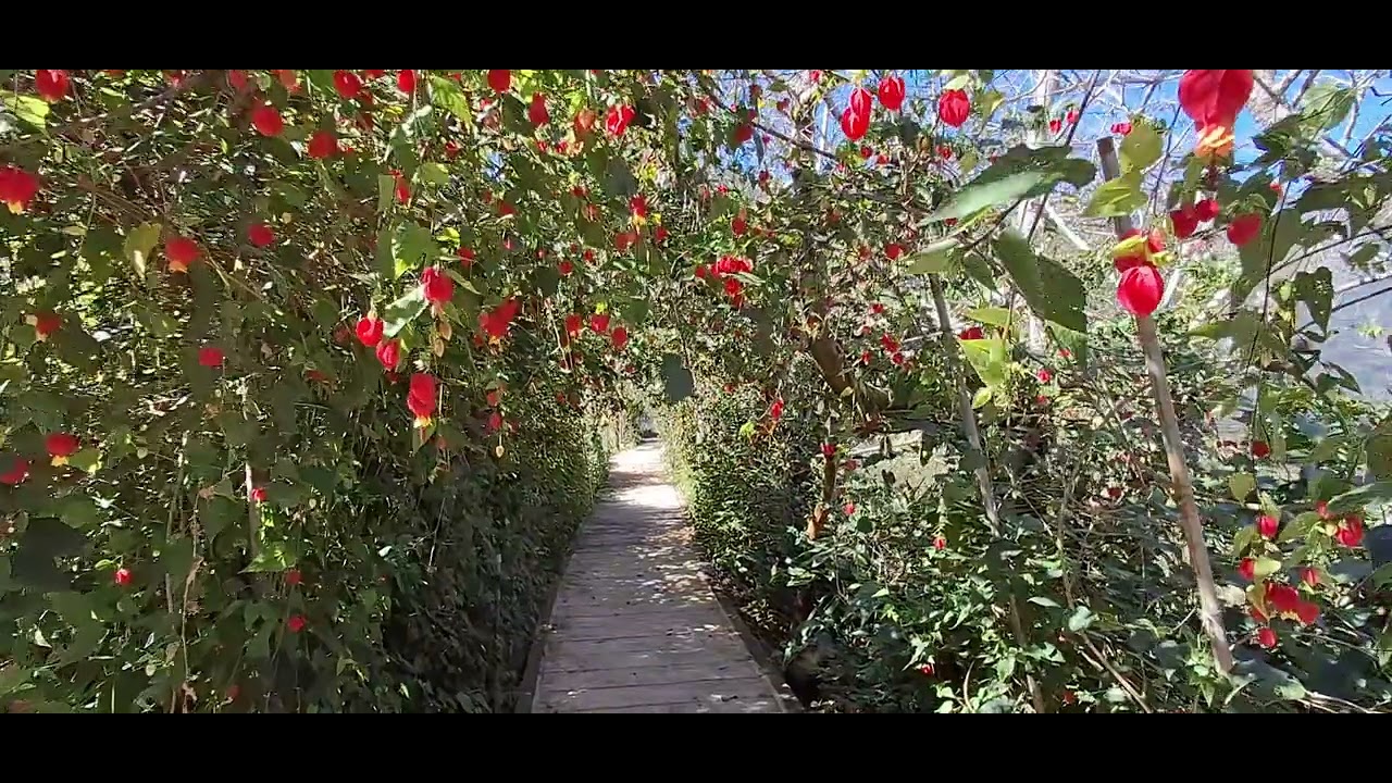 草坪頭櫻花季｜山間茶園與花海的春日風景   草坪頭櫻花季盛開中。在南投信義鄉的山間，櫻花、桃花、李花與茶山交織成繽紛春景。#草坪頭 #南投景點 #櫻花季 #新中橫 #茶園風景