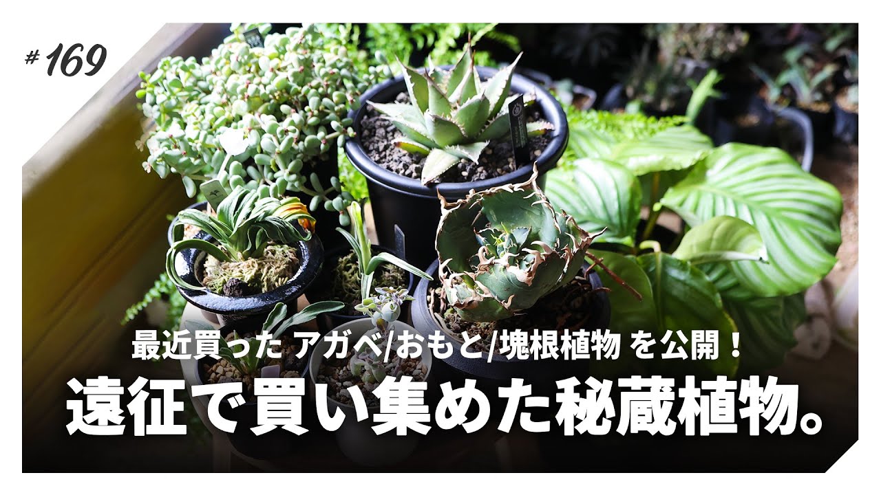 【アガベ/おもと/塊根植物】最近遠征で買い集めた植物たちを見てほしい！