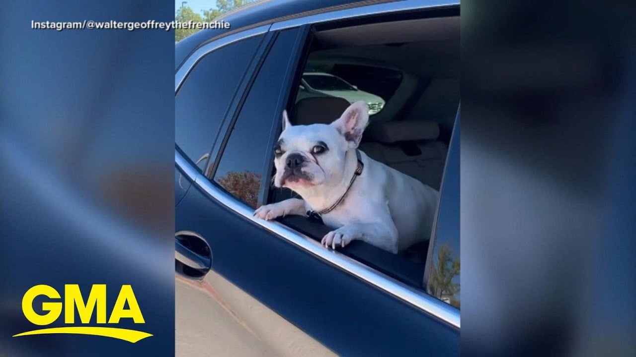 Jennifer Aniston, Reese Witherspoon bring their best dog stories to Pop News l GMA