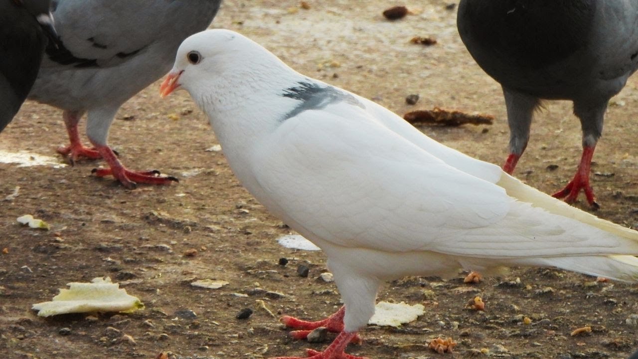 A white pigeon walking among other birds and eating | ( Bird, nature videos, bird sounds )