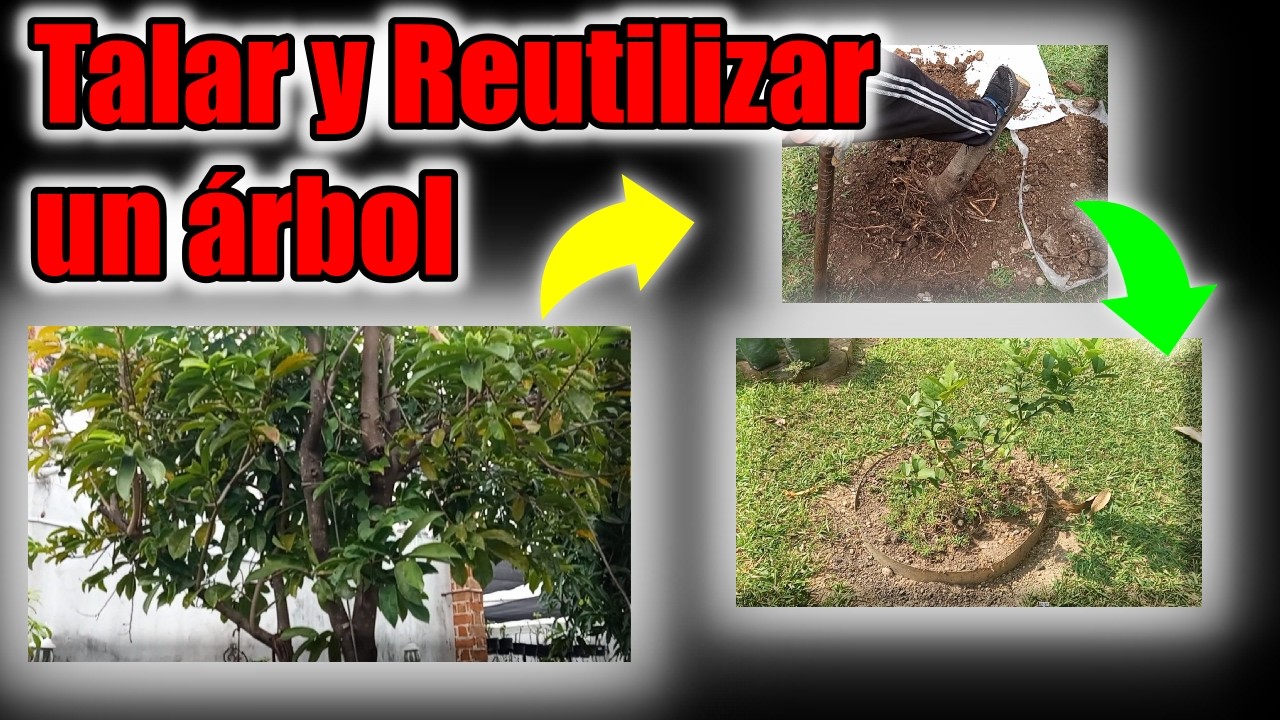 Como talar y reusar un Arbol!