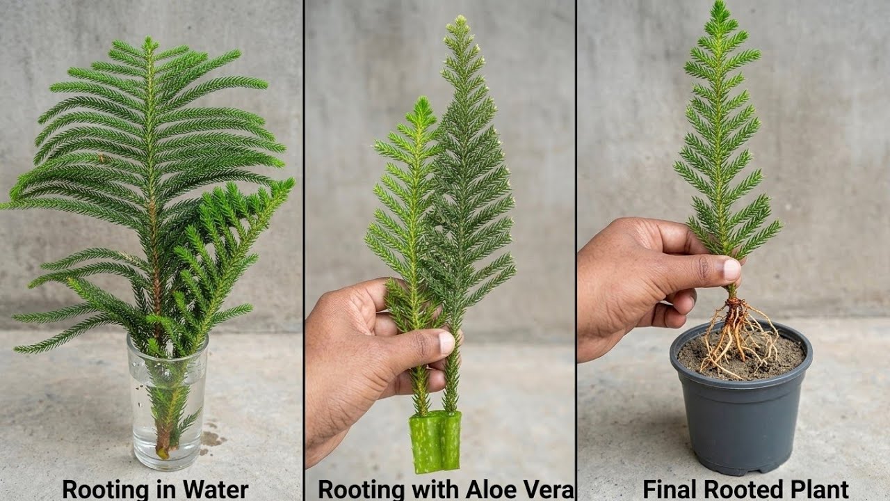 How to grow a christmass tree at home. Christmass tree propagation/Grow Pine tree cuttings at home
