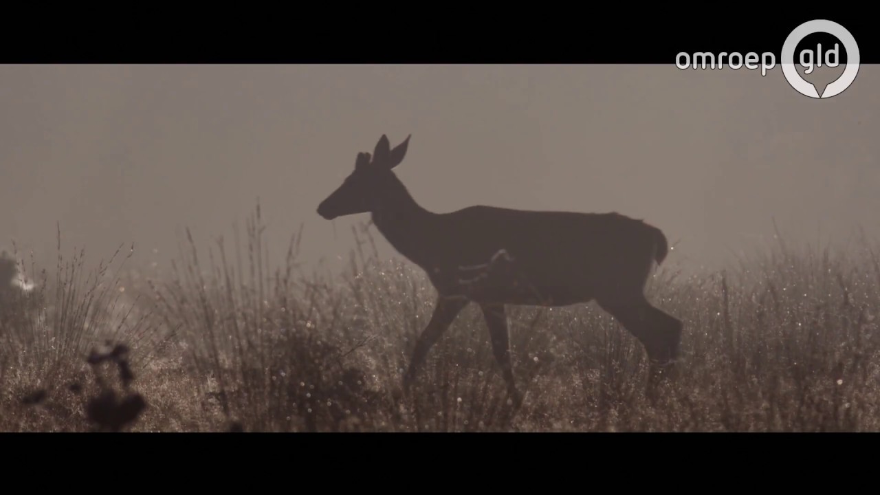 De natuurfilm 'Wild' | UIT met Esther