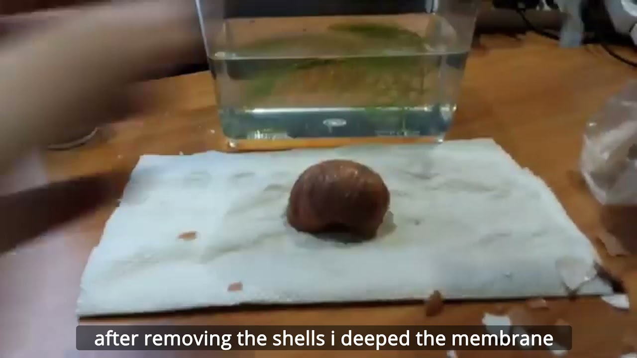 My mystery snail has a huge hole in her shell and i tried saving her...