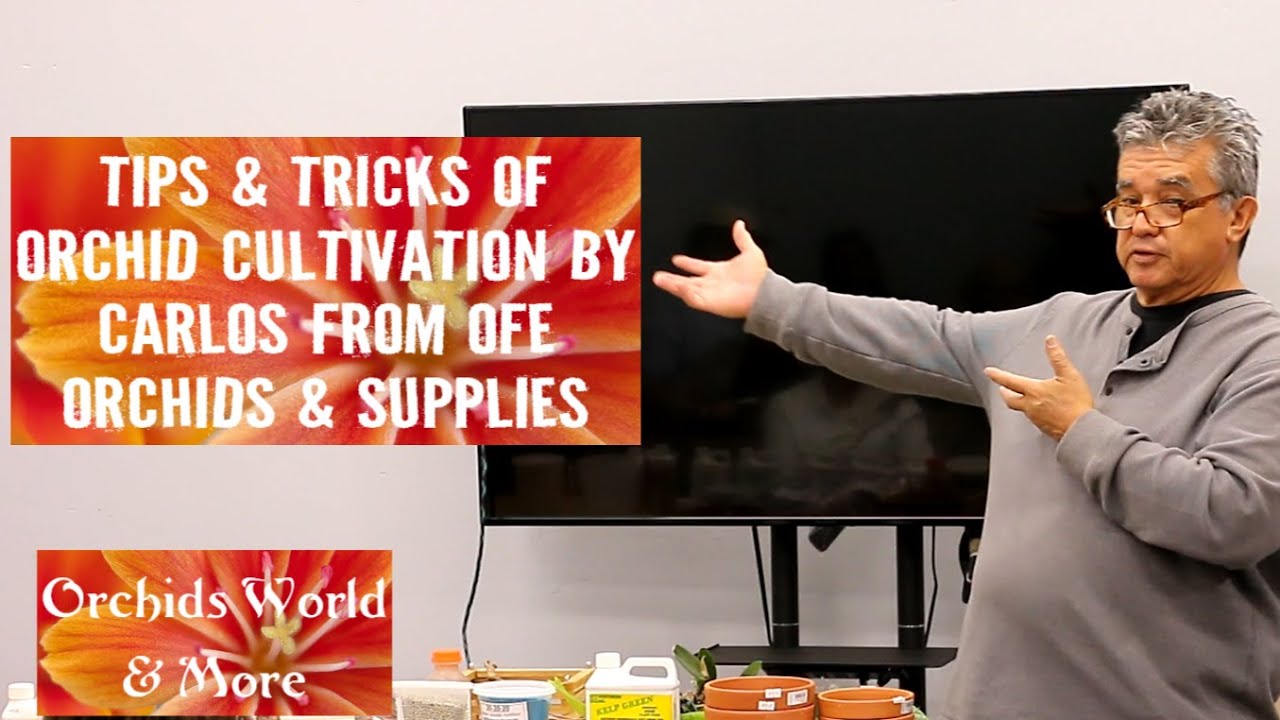 Советы и рекомендации по выращиванию орхидей от Карлоса Кахиза из OFE Orchids & Supplies