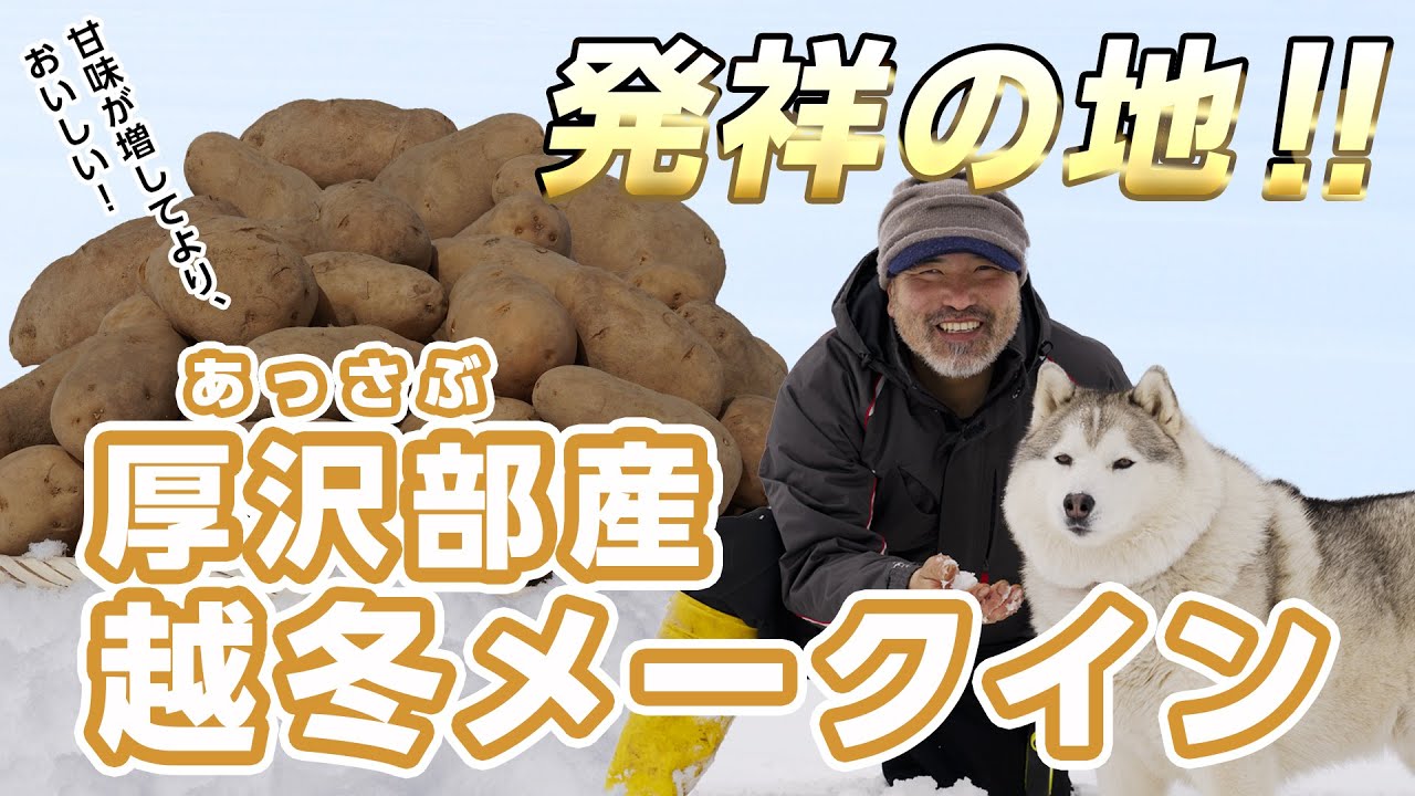 【越冬メークイン】メークイン発祥の地で雪の下貯蔵した「越冬メークイン」のご紹介【越冬野菜】