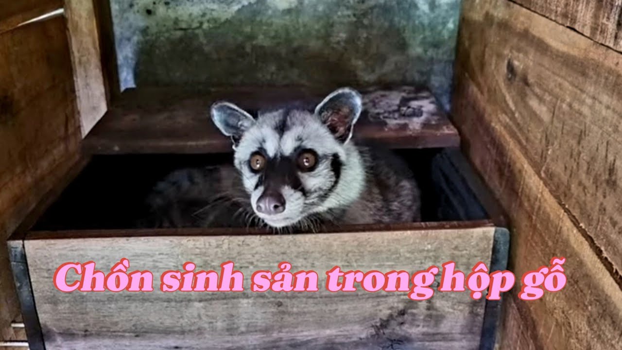 Cách nuôi chồn hương thành công
