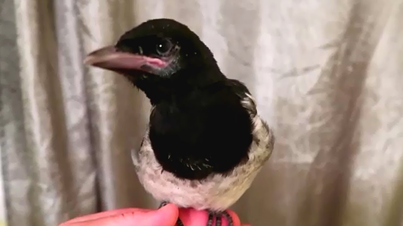 Rescued a Magpie