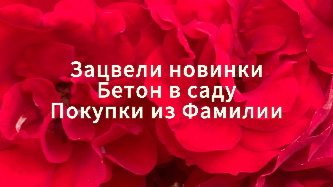 Розы цветут опять. Кашпо из бетона. Покупки для дома.