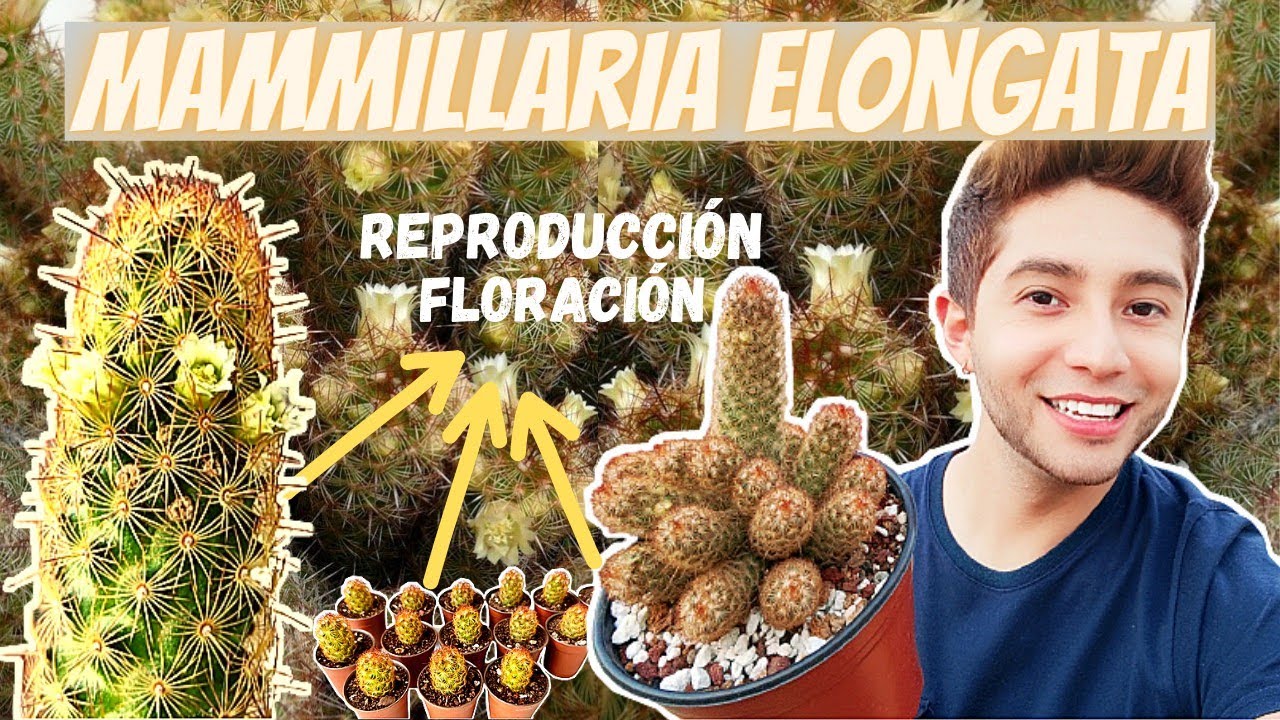 Mammillaria Elongata/CUIDADOS & REPRODUCCIÓN/Todo lo que debes saber/Dedo de Dama/Biznaga Elongada