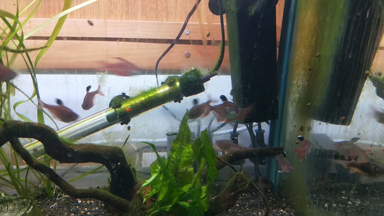Rosy Tetra mating in aquarium