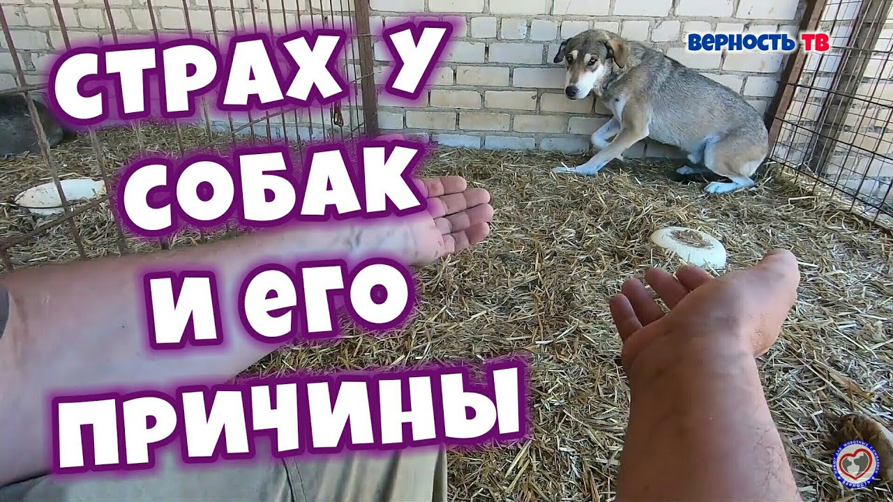 Страх у собак и его причины | Fear in dogs and its causes/Помощь Животным