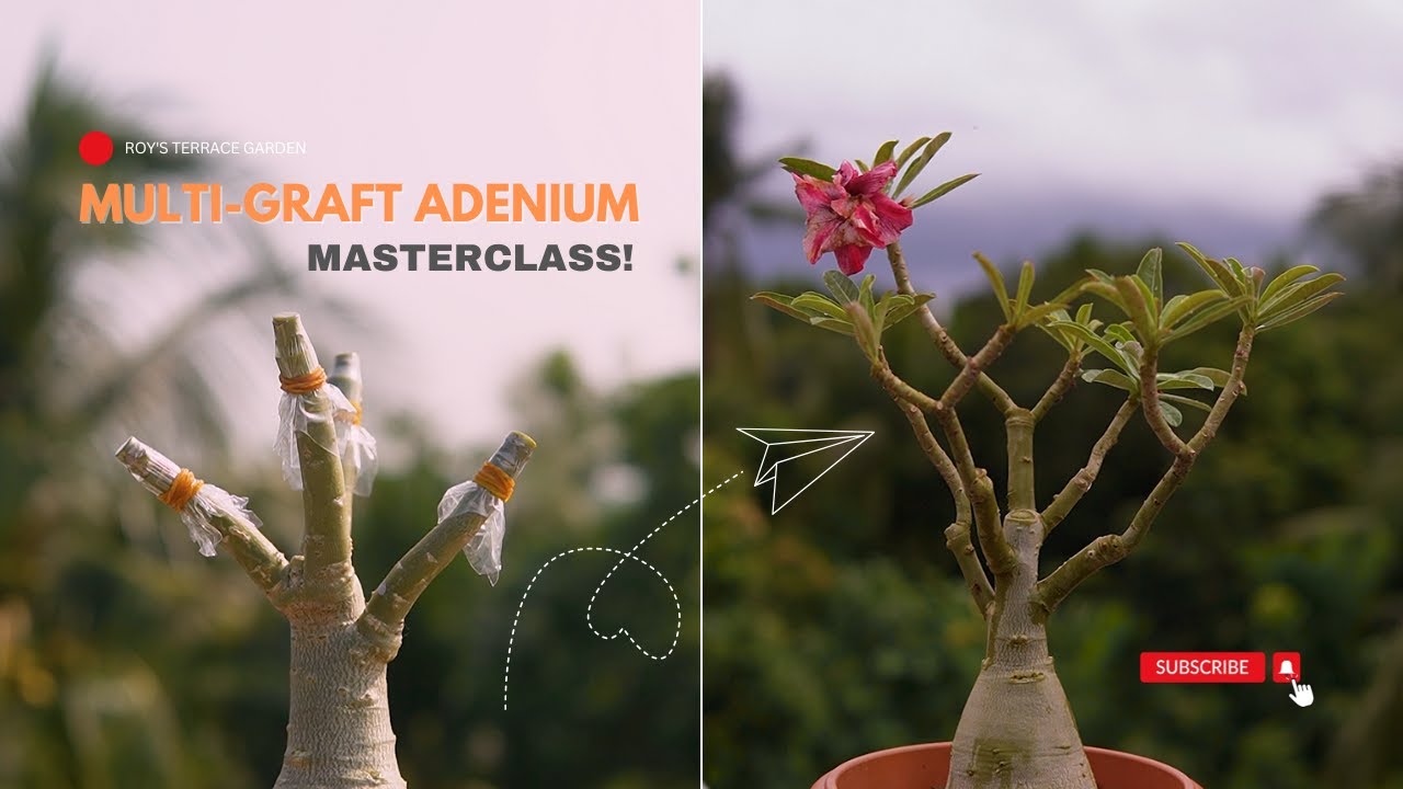 Ultimate Guide to Adenium Multi-Grafting: Tips & Techniques for Stunning Results!
