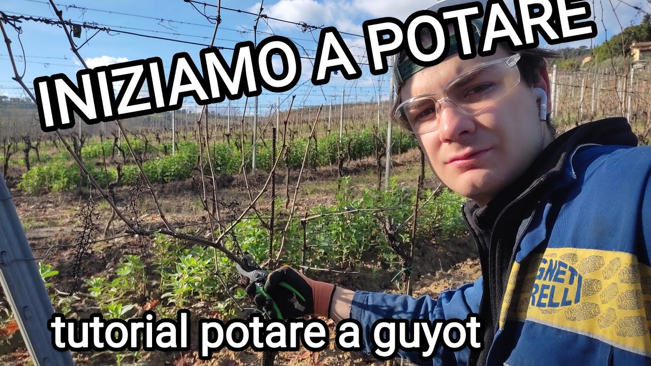 COME POTARE UNA VITE A GUYOT   |  IL NOSTRO METODO