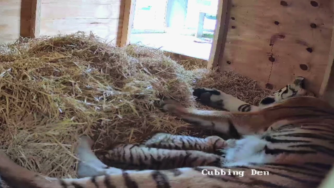 Rare Amur Tiger Cubs Born at Knowsley Safari - Take a Look Inside the Cubbing Den 🐯🐯