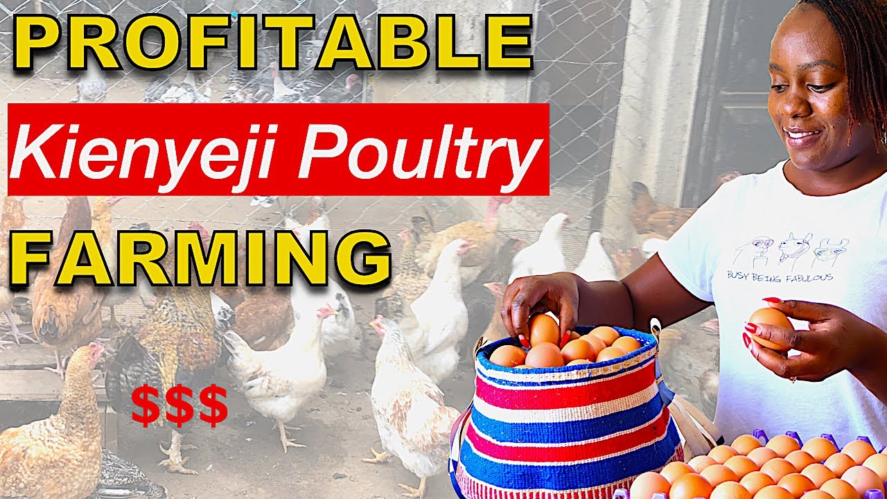 How To Raise Over 1,000 Kienyeji Chicken For Meat and Eggs | Start a profitable poultry farm