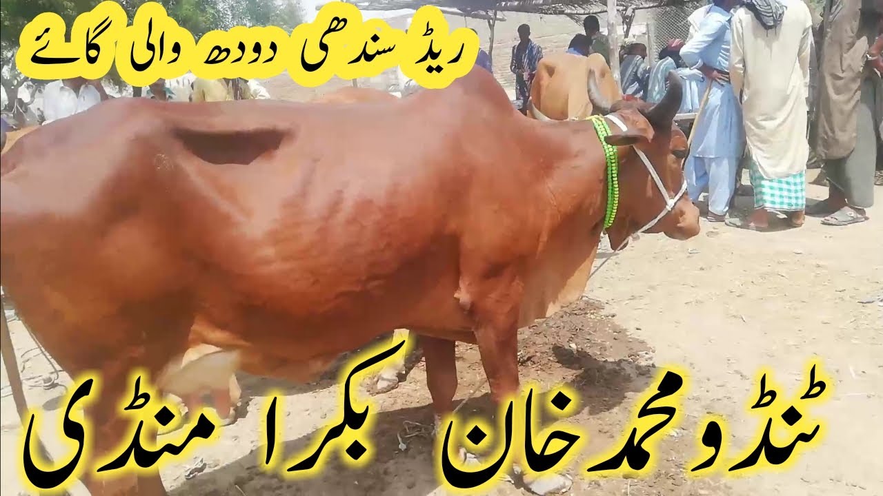 Red Sindhi milky cow rate update // tando muhammad khan mandi @a.karaingoats3298