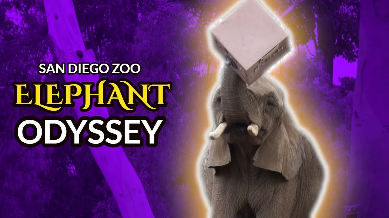 Elephant Odyssey |  San Diego Zoo