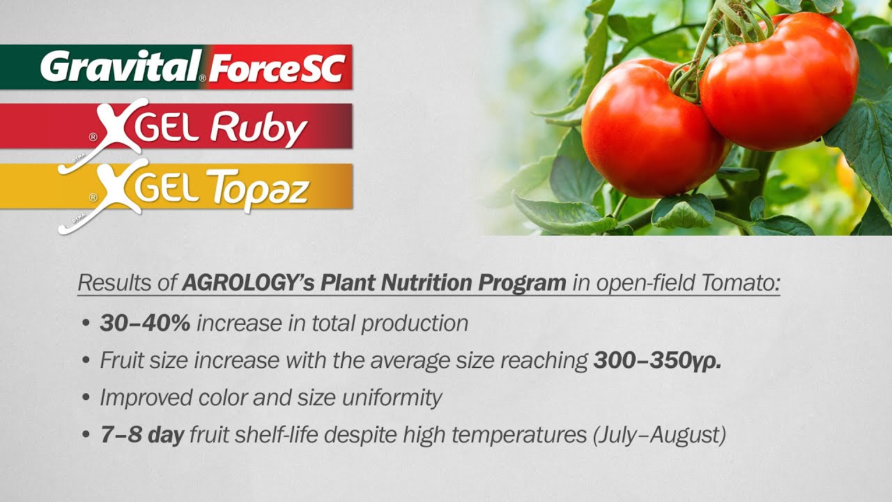 Agrology Tomato Success Story