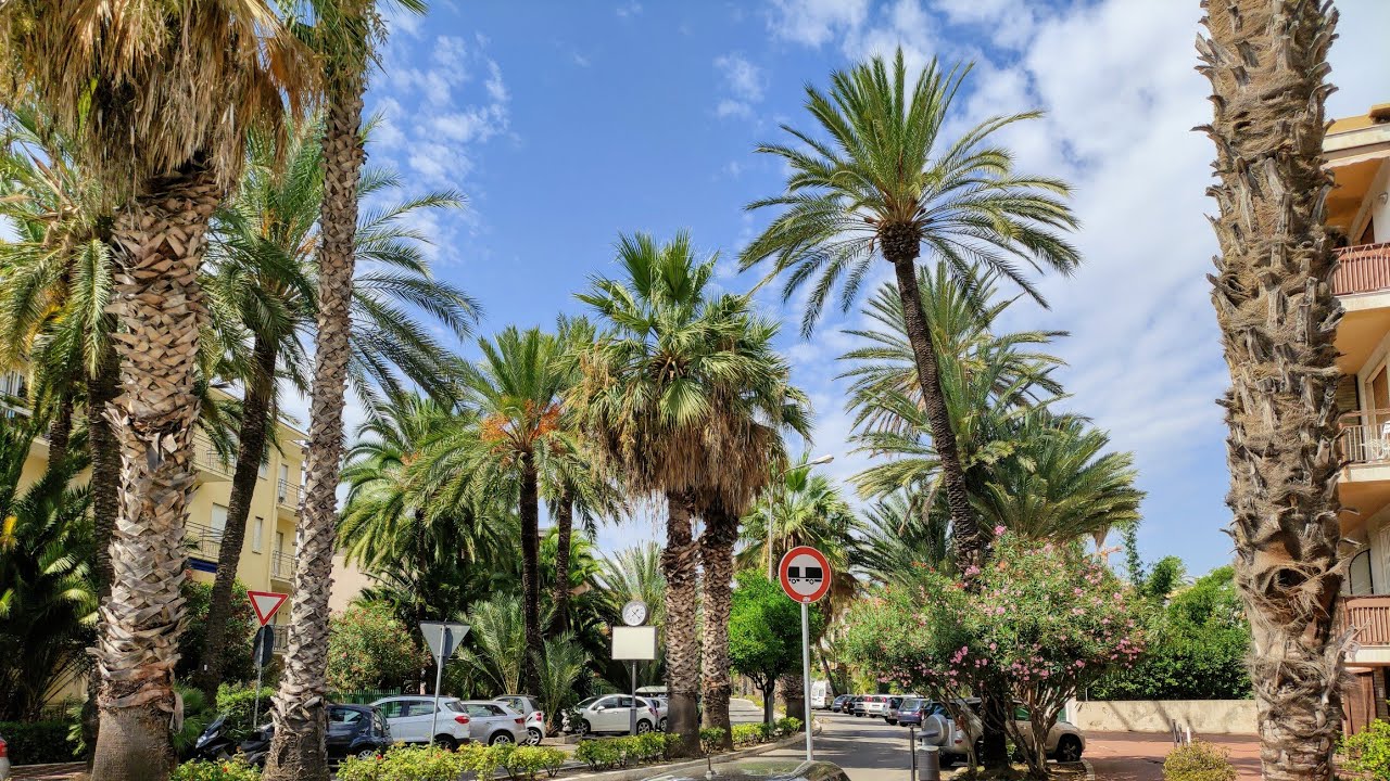 Amazing Subtropical Fruit Trees at Bordighera, Riviera, Italy